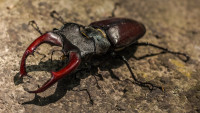 brouk stag-beetle-383984 1280